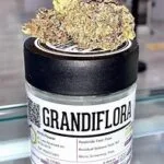 Grandiflora